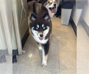 Pomsky Dogs for adoption in Plano, TX, USA