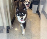 Small Pomsky