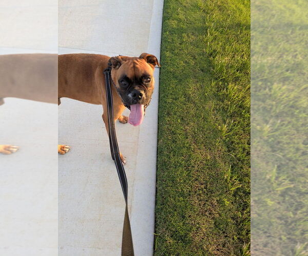 Medium Photo #8 Boxer Puppy For Sale in Austin, TX, USA