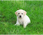 Small #2 Labrador Retriever