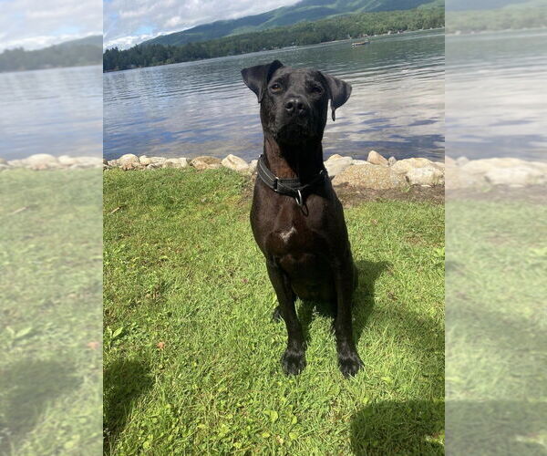 Medium Photo #2 Labrador Retriever-Unknown Mix Puppy For Sale in New York, NY, USA
