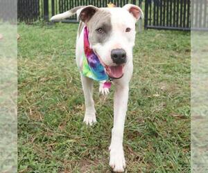 American Staffordshire Terrier Dogs for adoption in San Antonio, TX, USA