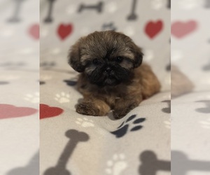 Medium Shih Tzu