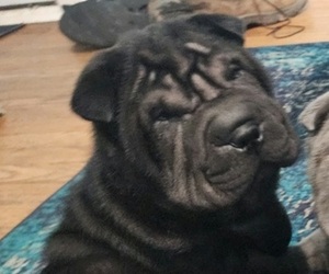 Chinese Shar-Pei Puppy for sale in ROSEDALE, MD, USA