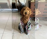 Small #45 Goldendoodle