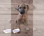 Small #2 Chihuahua Mix