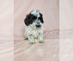 Puppy 4 Goldendoodle (Miniature)
