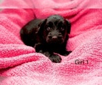 Small #15 Goldendoodle