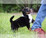 Small #4 Miniature Australian Shepherd