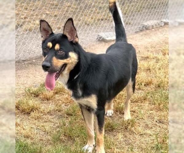 Medium Photo #2 German Shepherd Dog-Unknown Mix Puppy For Sale in Conroe, TX, USA