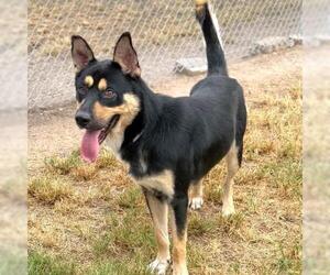 S'MORES - Male German Shepherd Dog-Unknown Mix Dog for Adoption - Photo #2