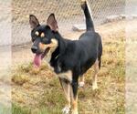 Small Photo #2 German Shepherd Dog-Unknown Mix Puppy For Sale in Conroe, TX, USA