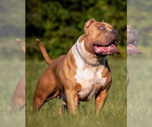 Father of the American Bully puppies born on 10/24/2021