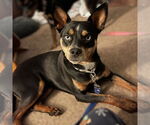 Small #5 Miniature Pinscher Mix