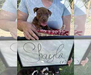 Bulldog-Jack Russell Terrier Mix Dogs for adoption in garner, NC, USA