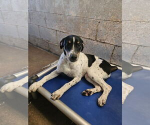Mutt Dogs for adoption in El Centro, CA, USA
