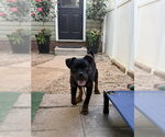 Small #4 Rottweiler