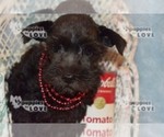 Small Photo #5 Schnauzer (Miniature) Puppy For Sale in SANGER, TX, USA