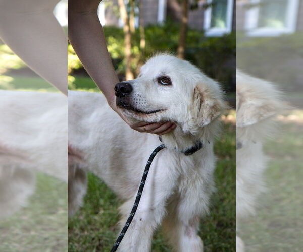 Medium Photo #3 Great Pyrenees Puppy For Sale in Spring, TX, USA
