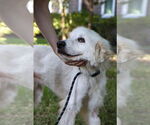 Small #2 Great Pyrenees