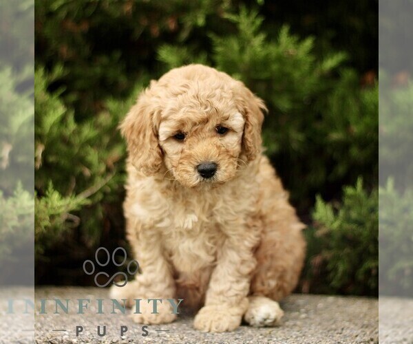 Medium Photo #4 Goldendoodle (Miniature) Puppy For Sale in KINZERS, PA, USA