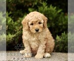 Small #3 Goldendoodle (Miniature)
