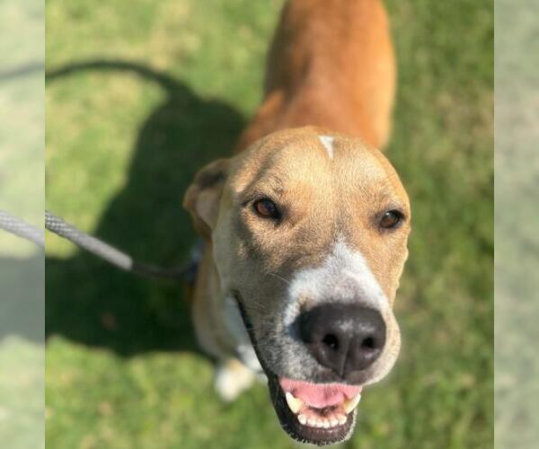 Medium Photo #1 Labrador Retriever-Unknown Mix Puppy For Sale in Texas City, TX, USA