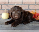 Small #5 Labradoodle