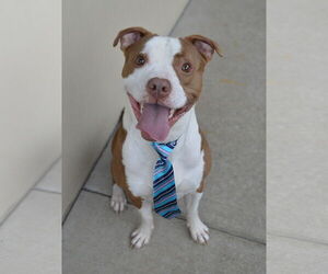 American Pit Bull Terrier-Unknown Mix Dogs for adoption in McKinney, TX, USA