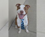 Small American Pit Bull Terrier Mix