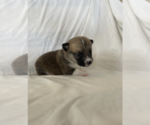 Small Photo #7 Pembroke Welsh Corgi Puppy For Sale in SAN FRANCISCO, CA, USA
