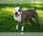 Small #25 American Staffordshire Terrier Mix