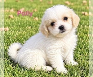 Shih-Poo Puppy for sale in FAIR HAVEN, MI, USA