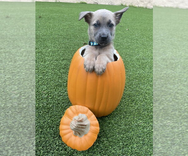 Medium Photo #2 Mutt Puppy For Sale in Imlay City, MI, USA