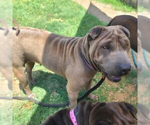 Chinese Shar-Pei Dogs for adoption in Long Beach, CA, USA