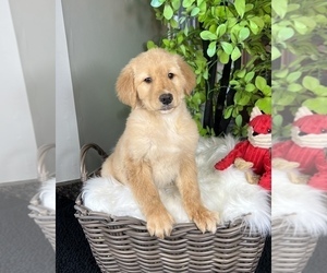 Golden Retriever Puppy for sale in FRANKLIN, IN, USA