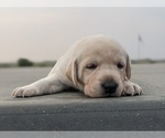 Small Photo #16 Labrador Retriever Puppy For Sale in EATON, CO, USA