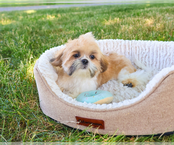 Medium Photo #4 Shih Tzu Puppy For Sale in SYRACUSE, IN, USA
