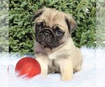 Small Photo #6 Pug Puppy For Sale in GREENCASTLE, PA, USA