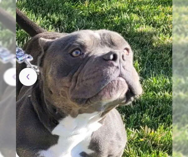 Medium Photo #1 Mutt Puppy For Sale in Tracy, CA, USA