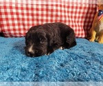 Small Photo #32 Golden Mountain Dog Puppy For Sale in BLACK FOREST, CO, USA