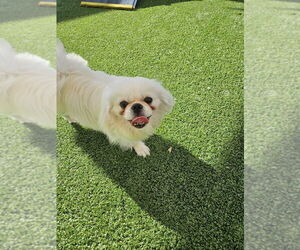 Pekingese Dogs for adoption in oakland, FL, USA