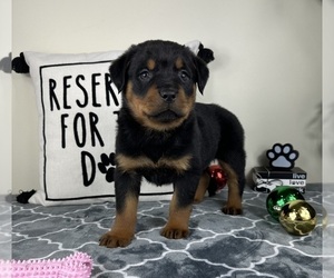 Rottweiler Puppy for sale in GREENFIELD, IN, USA