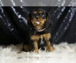 Puppy BIRDIE AKC Cavalier King Charles Spaniel