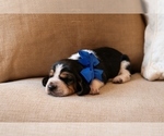 Small #3 Basset Hound