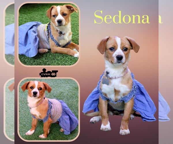 Medium Photo #1 Cavalier King Charles Spaniel-Unknown Mix Puppy For Sale in Lindsay, CA, USA