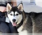 Small Siberian Husky