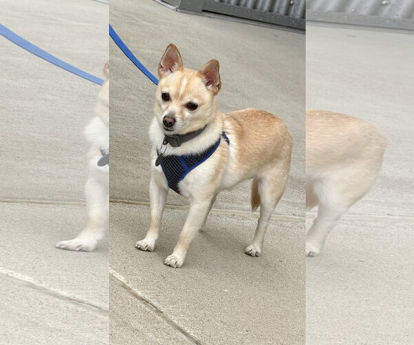 Medium Photo #2 Chihuahua-Unknown Mix Puppy For Sale in Munford, TN, USA