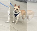 Small Photo #2 Chihuahua-Unknown Mix Puppy For Sale in Munford, TN, USA
