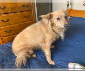 Chiranian Dogs for adoption in Cranston, RI, USA